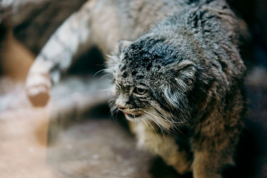 上野動物園のマヌルネコ。