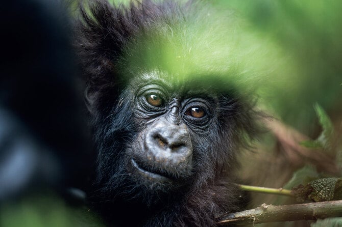 本格的な研究開始から約70年…「地球上に約1000頭の絶滅危惧種