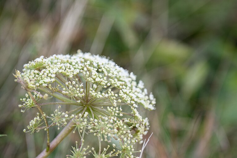 ほのかに甘い香りがする季節はずれのミヤマトウキ。