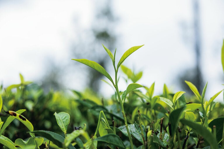 茶葉は、「一心二葉」といわれる一番上の新芽とその下の2枚の葉の部分のみ摘まれる。