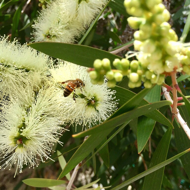 自然に飼われている蜂は思い思いの花から蜜を吸うが、ニューカレドニアが原産の樹木「ニアウリ」の花が主だとか。photo:Taichi Stanny
