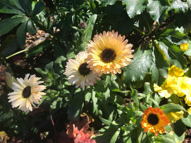 キヤノン「デジタルカメラ iNSPiC REC」作例。