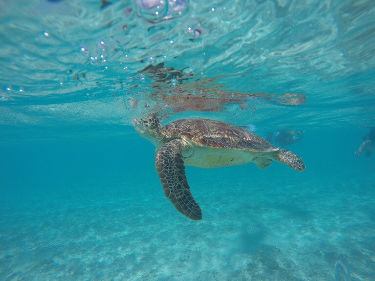 一度のスノーケリングで何回か、海ガメと遭遇しました。怖がる様子もなく、マイペース。©セルリアンブルー