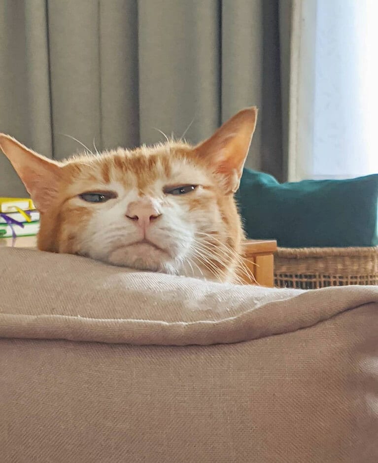 【天竺鼠・川原さん】うちの子ベストショット①「もう喋りださないのが不自然だよ」