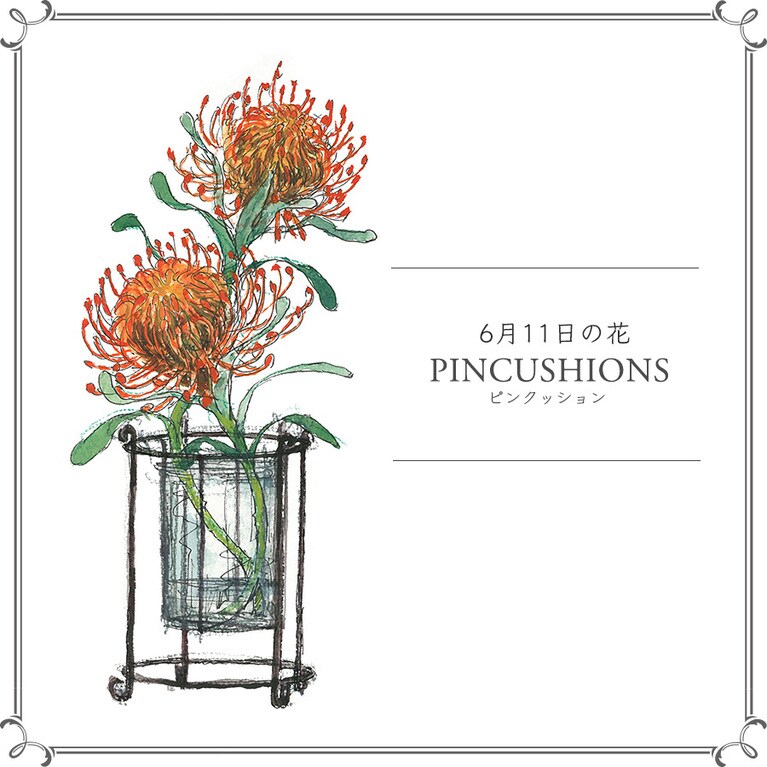 【6月11日の花】ピンクッション