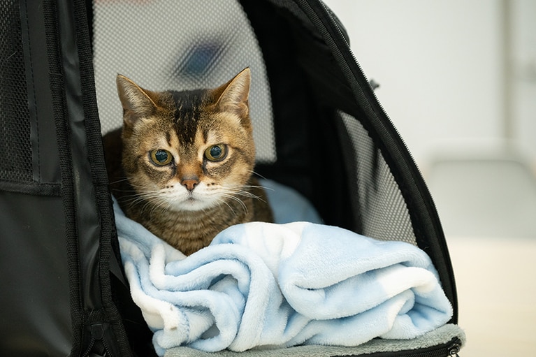 目がくりくりでかわいい。