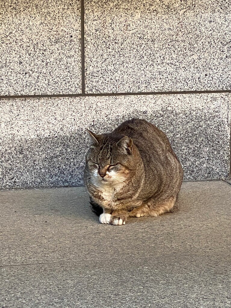 田中さん撮影の地域猫。