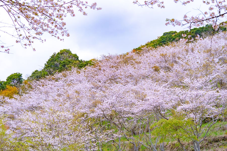 【宮崎県】花立公園の桜。写真提供：宮崎県観光協会
