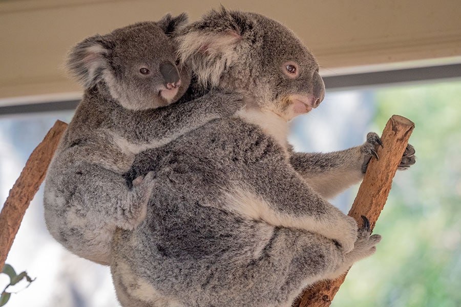 愛らしい姿に時間を忘れて没頭してしまうコアラのウェブカメラ。©Lone Pine Koala Sanctuary