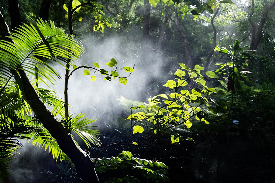 亜熱帯雨林が広がる「カランビン・ワイルドライフ・サンクチュアリ」。