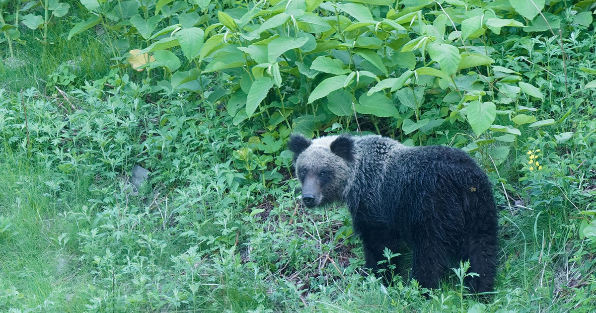 北海道千歳市でヒグマに襲われた真野辰彦氏、決死の抵抗と機転で生還した当時の状況を振り返る