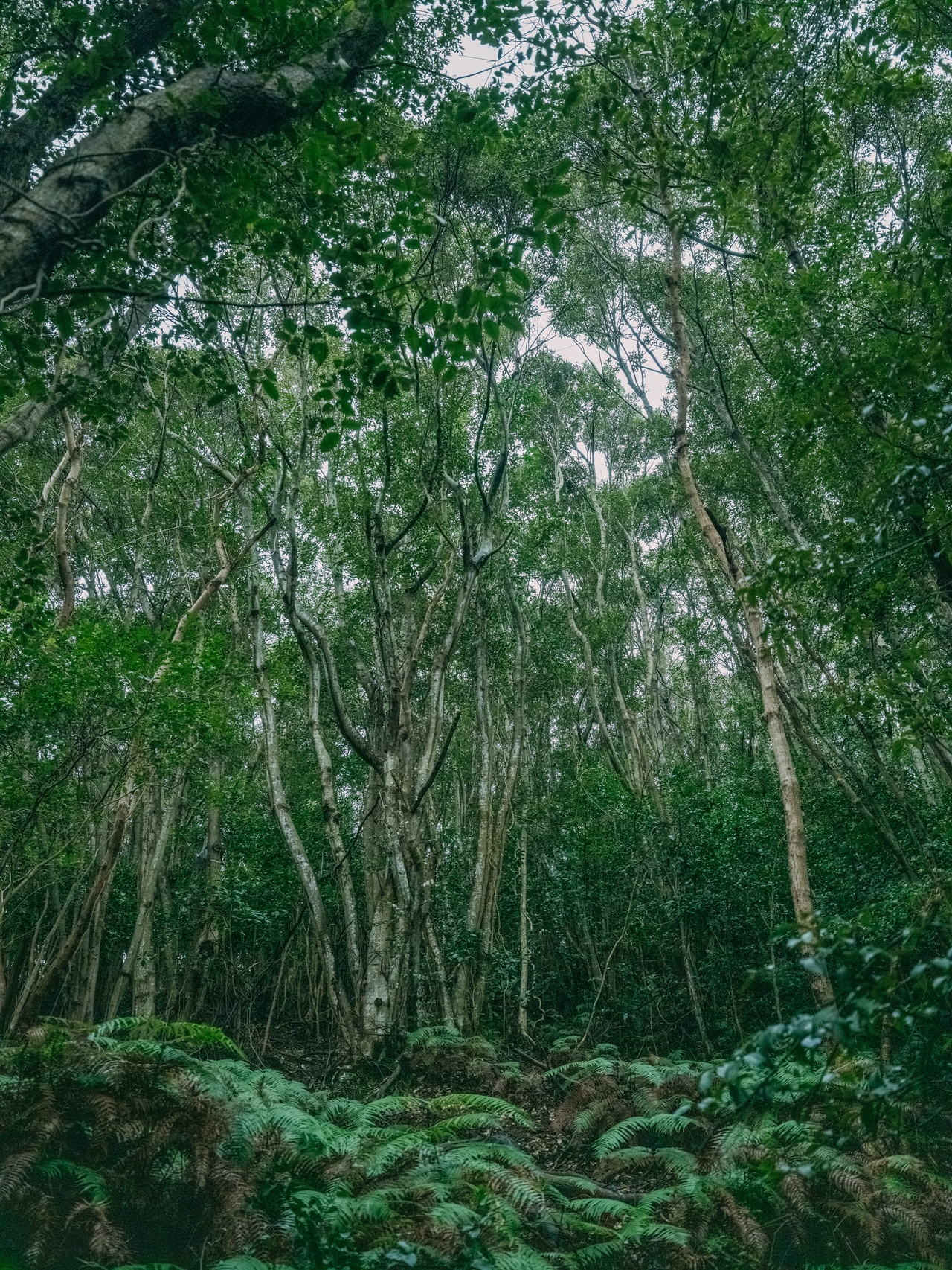 2026.3.6 長崎県対馬市。植物や花、小さな虫や動物たちが共に生きる豊かな森。