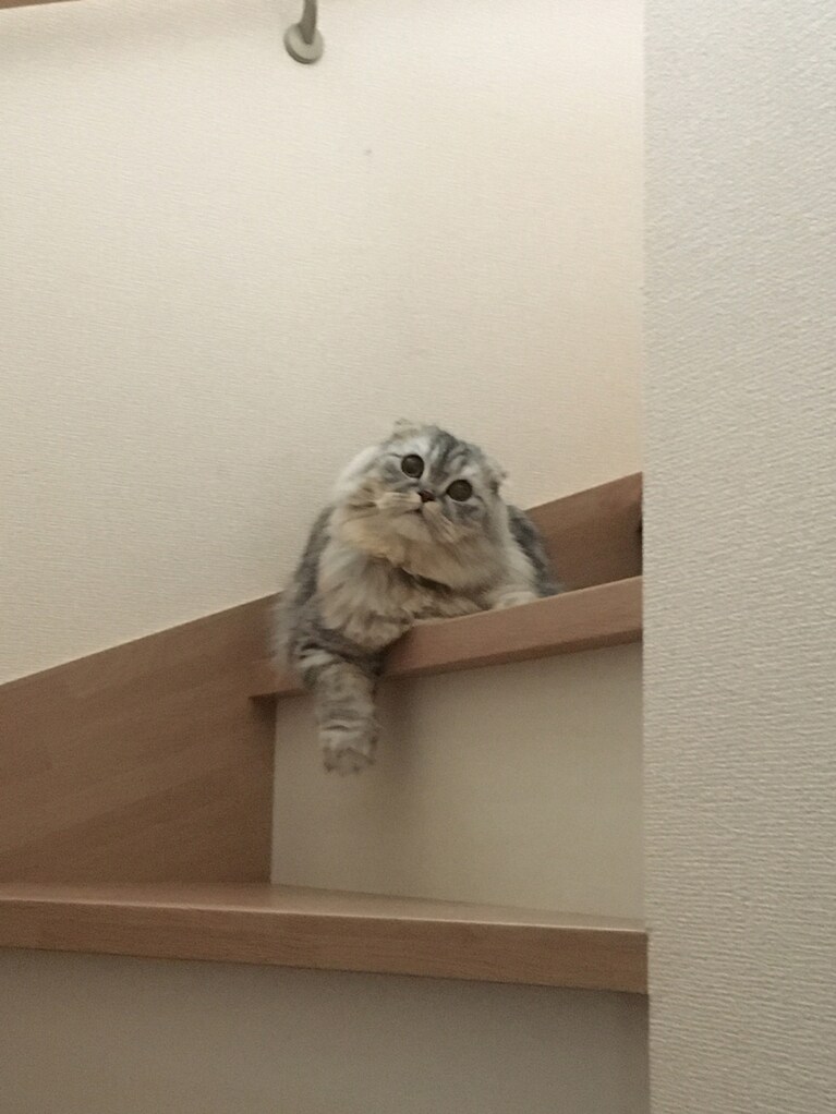 ゆめ ♀ 3歳。可愛く優しい夢ちゃんが大好きです。