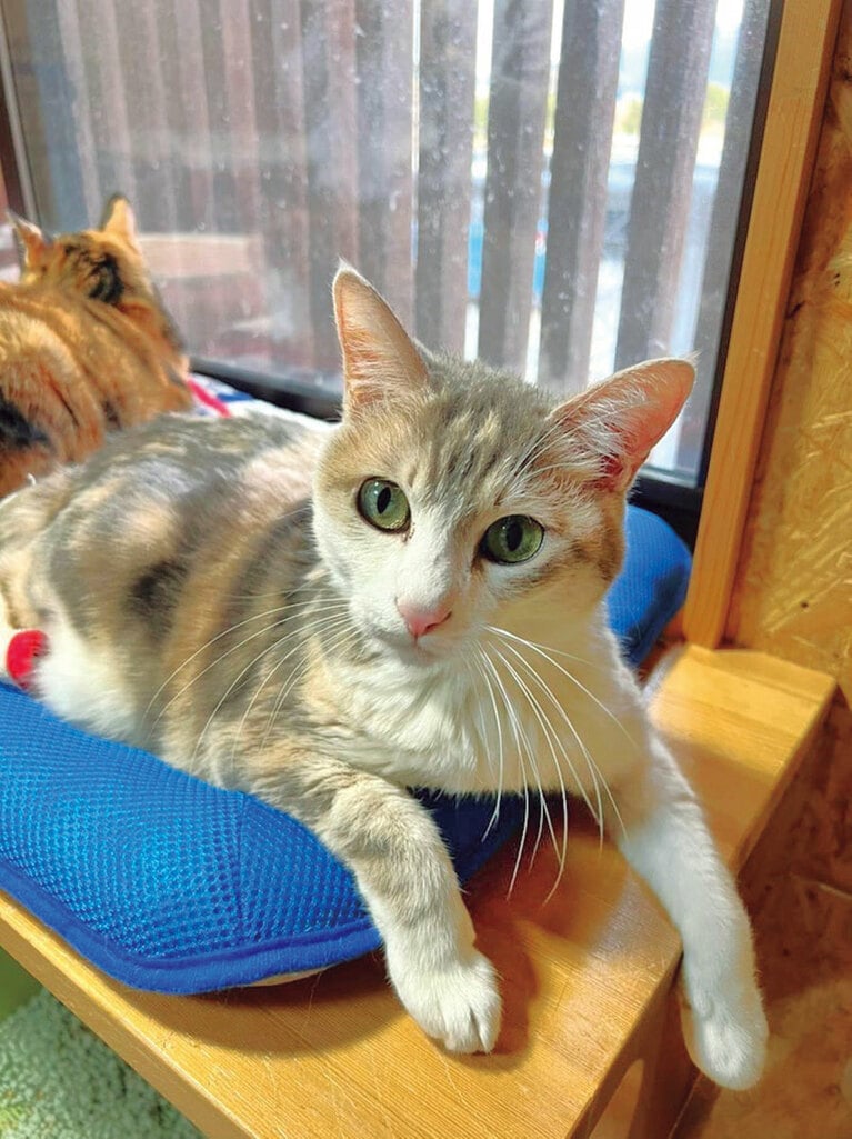 カフェには9つの部屋があり、あずきちゃんは「ラフランス組」に入居。