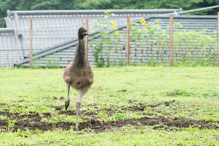 エミュー。