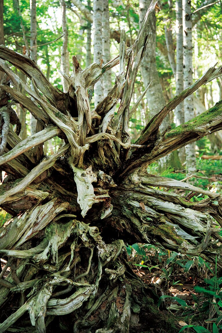 地盤が岩なので根が張りにくく春先は強風で根こそぎ倒れることも。