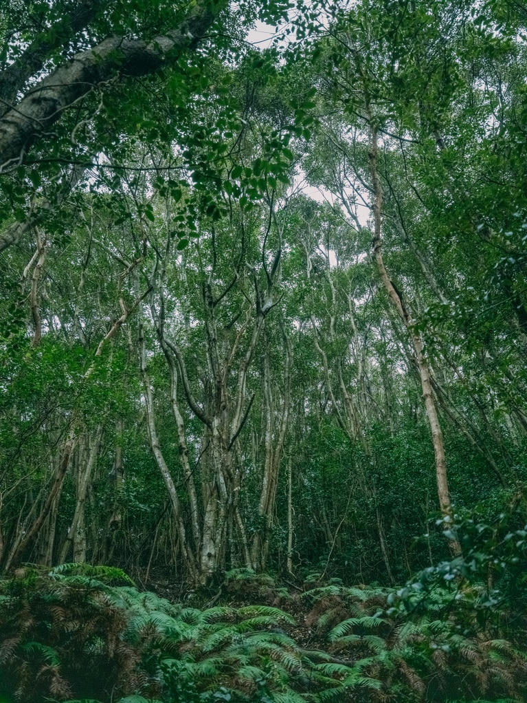 2026.3.6 長崎県対馬市。植物や花、小さな虫や動物たちが共に生きる豊かな森。