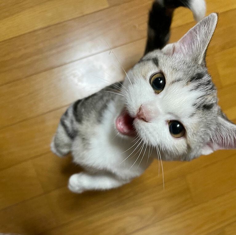 Luna ♀ 2歳6カ月。お転婆な女の子。