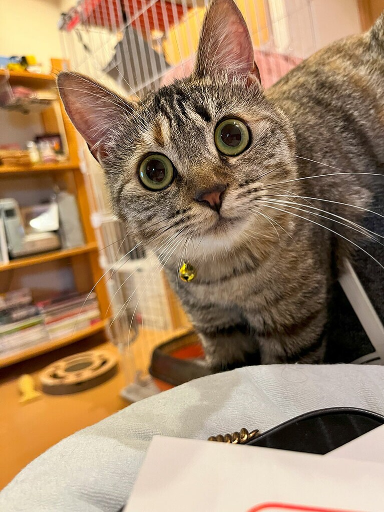 ニコ メス 約9カ月。鳴子産の保護猫ちゃんがはるばる東京に来てシティガールになりました。ひとりっ子の甘えんぼだけど、イタズラ大好き。写真のように口角をあげながら様子を伺いつつ部屋中走り回ってます（やるるさん）。