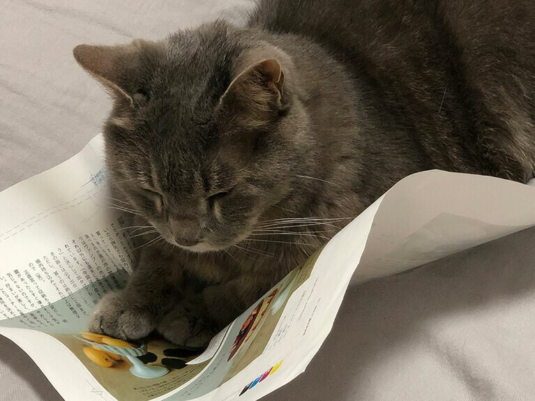 ちょっとまぶたが重そうだけど大丈夫？