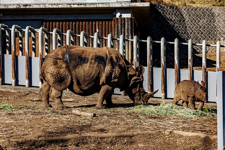 インドサイのゴポン、デコポン親子。