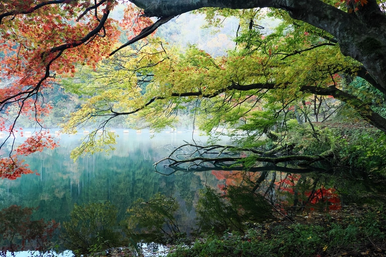 「紅葉に燃ゆる」　諸橋久美子 2025年11月16日、柏崎市