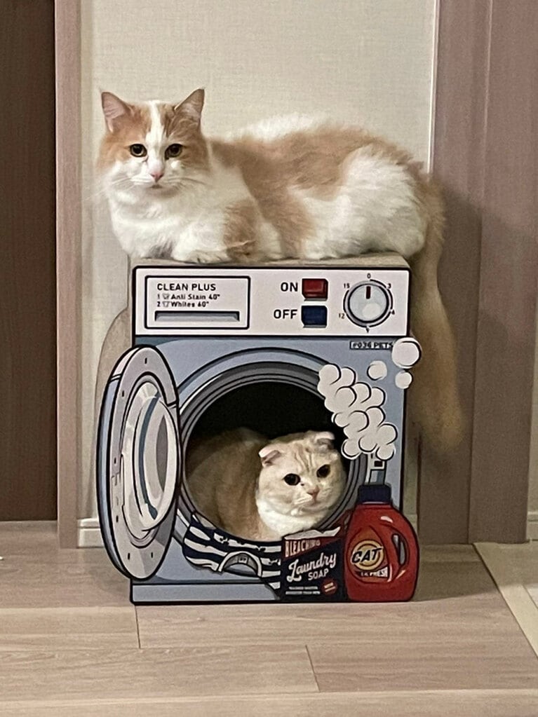 写真上から、まなぶさん宅のこむぎ、とろろ。