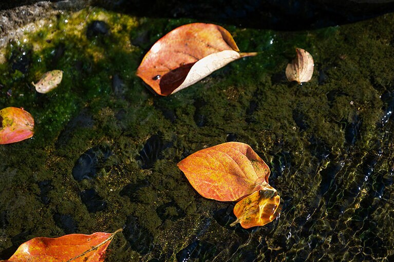 新潟県・里山十帖の秋