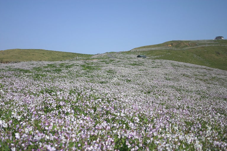 赤ハゲ山 野大根の花／島根県