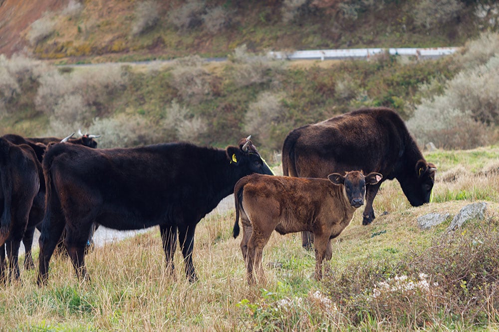 【知夫里島】隠岐牛の子牛は足腰が強く、丈夫で人気だそうだ。