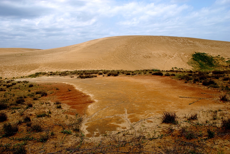 表層の砂が吹き飛ばされ、火山灰層が露出したエリア。