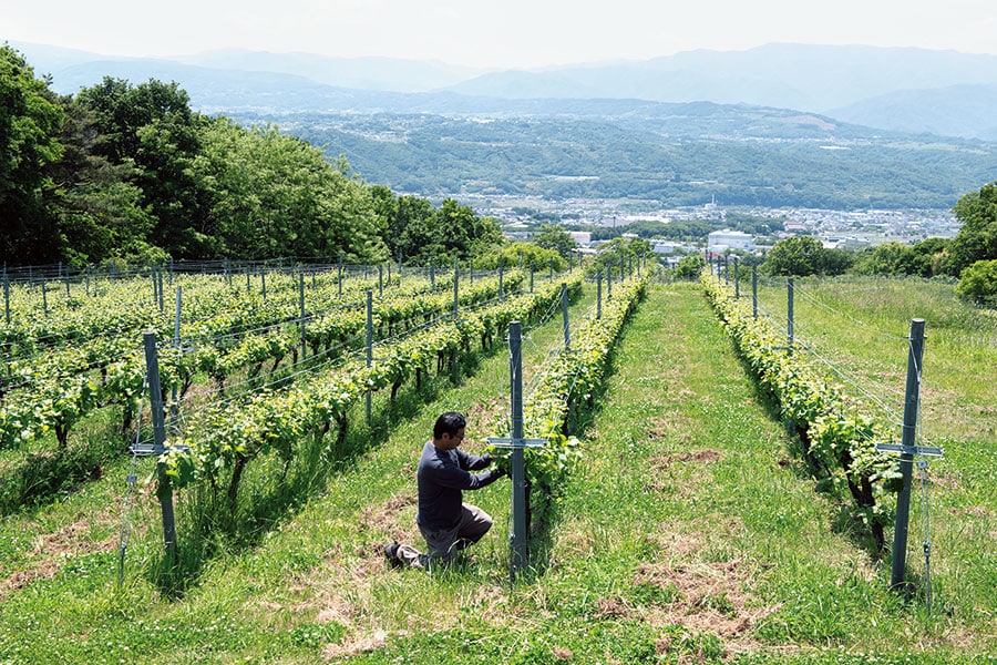 小山さんが毎日仕事する絶景の畑。育てるのはフランス品種のみ。オーセンティックな造りで土地の個性を感じるきれいな味のワインを目指す。