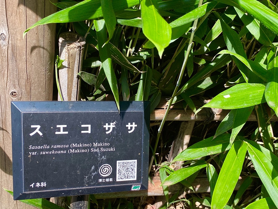 牧野博士が植栽したとされる樹木には、樹名板にぐるぐる巻きの「の」（「まきの」を意味）のマークが添えられています。