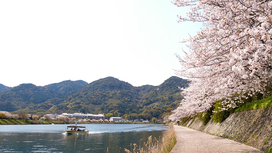 萩八景遊覧船と桜。