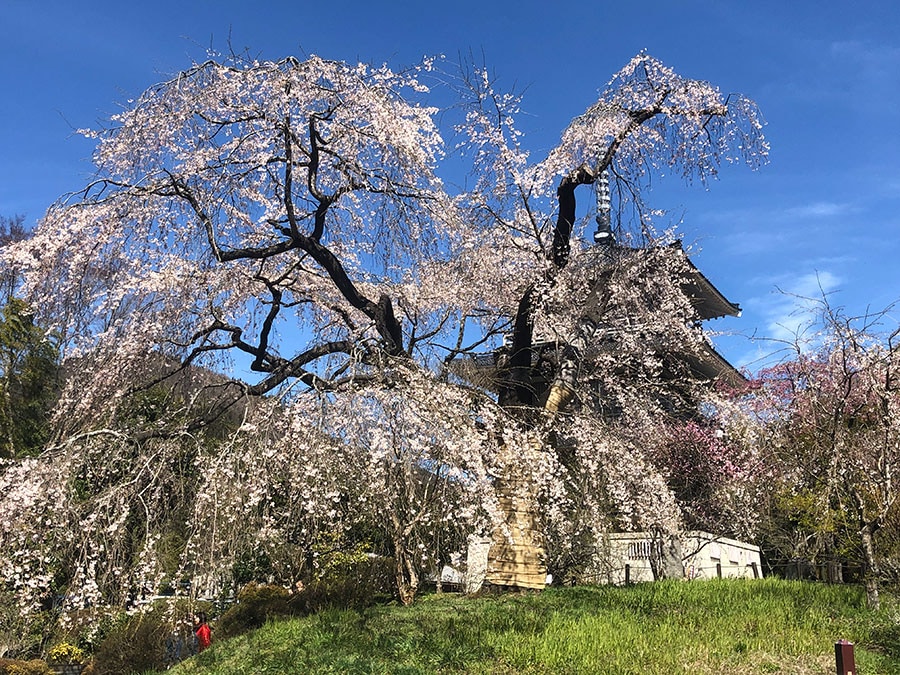 浄専寺のしだれ桜。