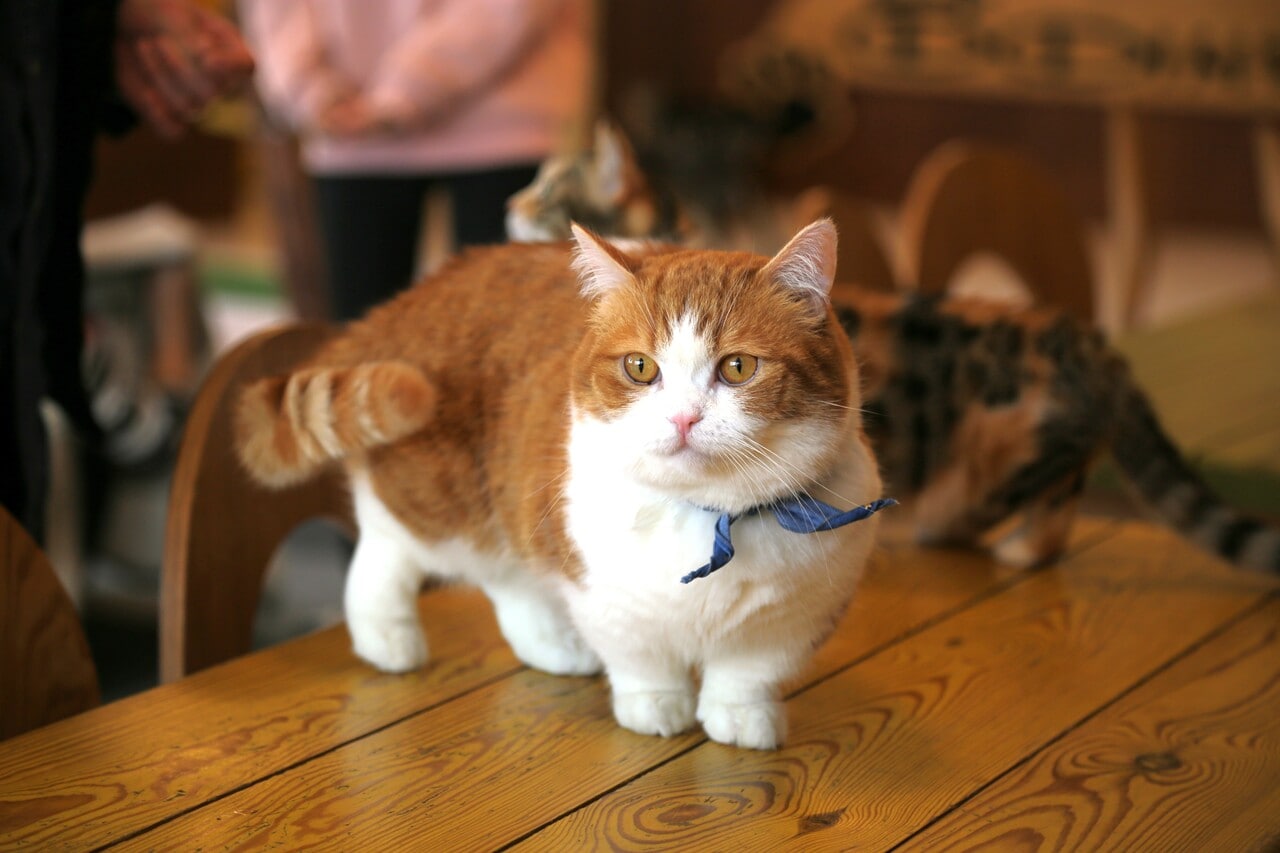 短足猫のマンチカン。Photo by Tasy Hong