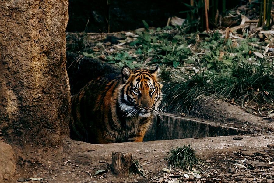 2023年4月に上野動物園で誕生したアサ。