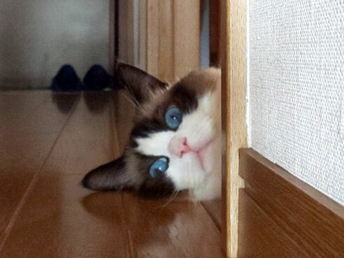 おもしろ猫部門