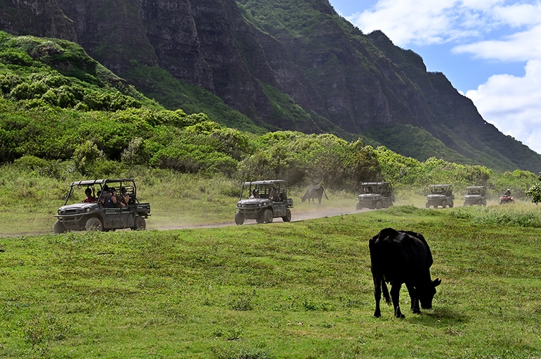 牛たちものんびり放牧されている。観光客のバギーが走り抜けても何食わぬ顔。
