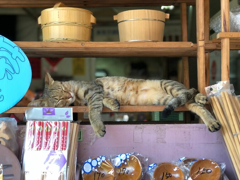 自然な木目の色合いを保護色に、無防備にお昼寝中の猫。