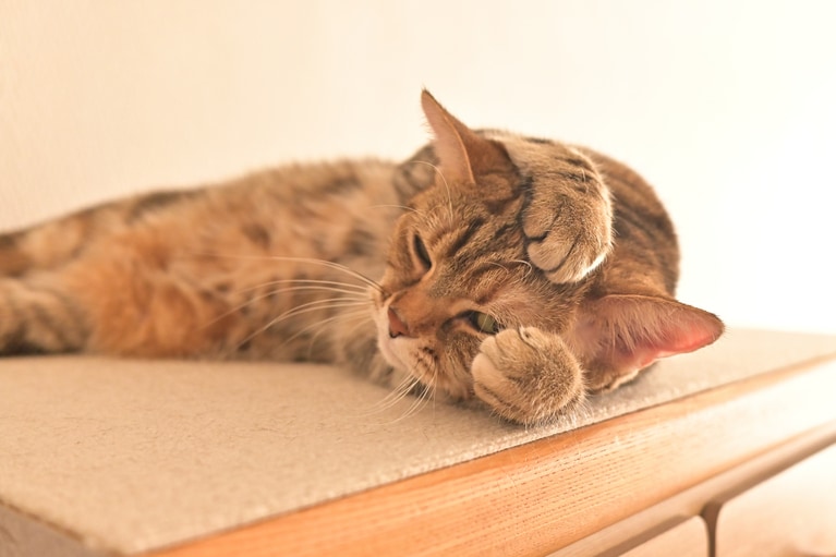 まい ♀ 5歳。「朝から“かわいい”連呼されて、もう照れ寝するしかないニャ……のような朝の写真です。まいは、4年前に飼育放棄でペットショップを転々としていて2度目のお家、我が家に辿り着きました。そんな時間を感じさせない持ち前のユーモラスな性格で家の中を一瞬にしてくれる明るい存在です」（飼い主さんより）。