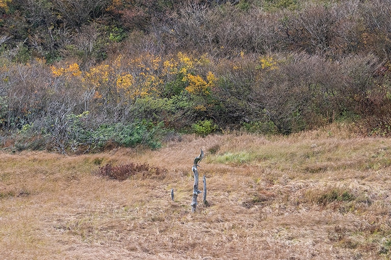 ドンデン高原一帯には、かつてはキャンプ場もあり、牛が放牧されていたそう。