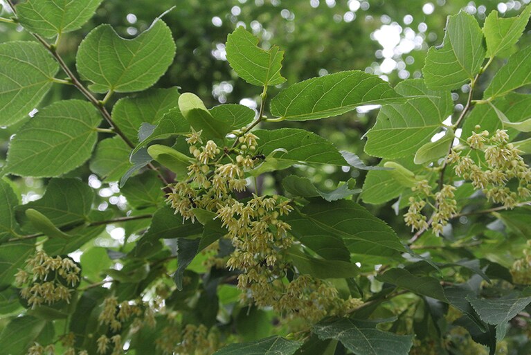 開花は7月頃。枝先に淡い黄色の花を10個ほどつけ、下向きに開きます。