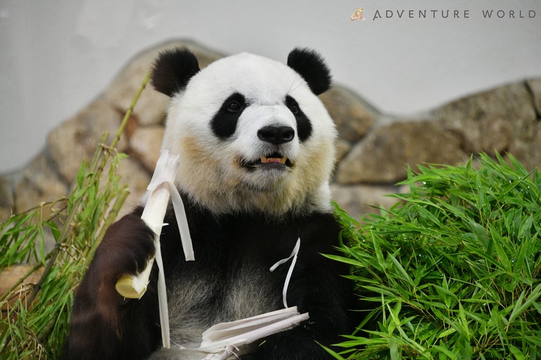 彩浜。©アドベンチャーワールド