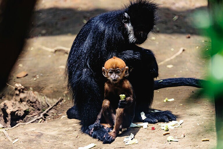 チョコとミント。