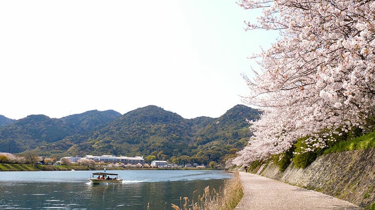 萩八景遊覧船と桜。