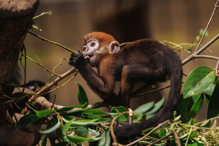 木の枝を齧るミント。
