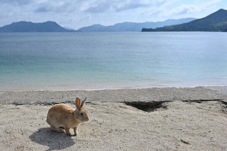 【大久野島】青い海辺とうさぎ。眺めているだけで癒やされます。