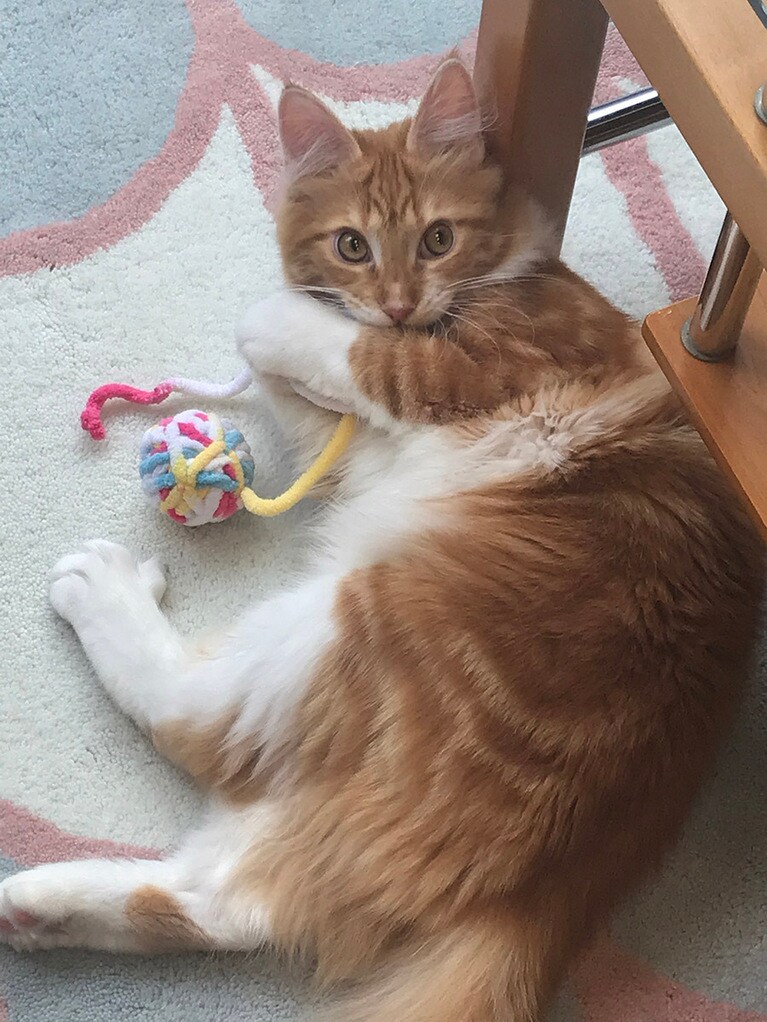 Luke ♂ 0歳。毛糸玉でじゃれじゃれ。カメラに気が付き！の表情です