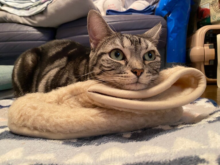 エア ♀ 6歳。私が冬に使っているこのモコモコスリッパが大好きで、冬になると噛みついて遊んだり、このように顎を乗せてテレビを見ていたり、上手に使っています♫